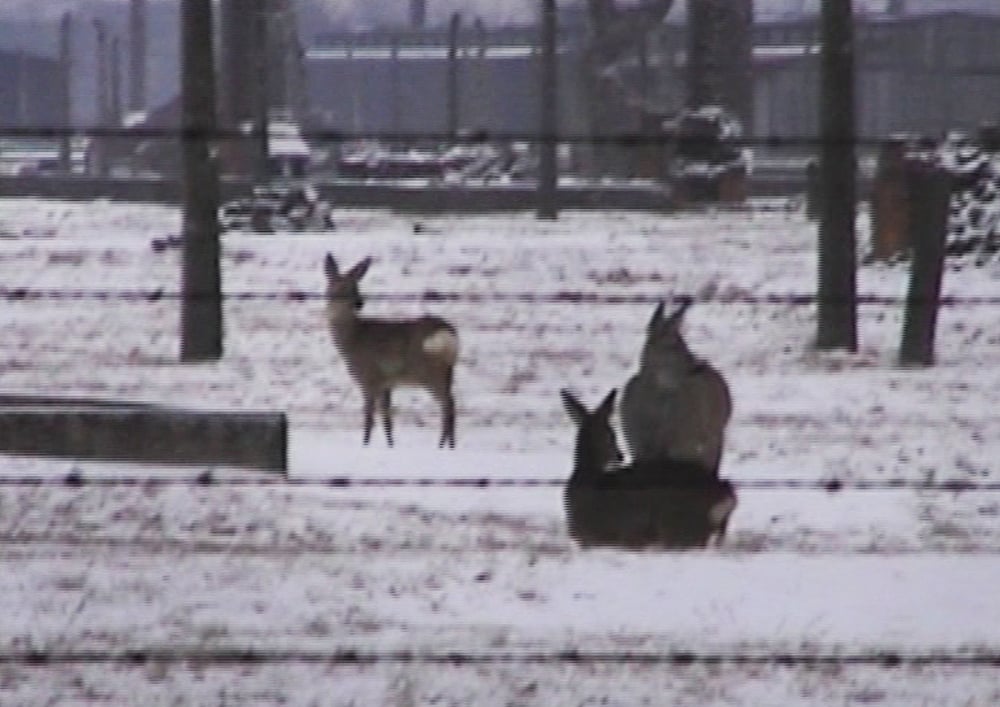 Mirosław Bałka, "Bambi", kadr z wideoinstalacji "Winterreise", 2003, © artysta, dzięki uprzejmości Gladstone Gallery, Nowy Jork, fot. CSW Zamek Ujazdowski w Warszawie